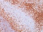  CD43 (T-Cell Marker) Antibody - With BSA and Azide